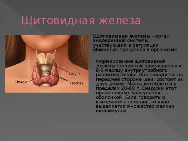 Расположение щитовидки на горле фото Презентация по биологии на тему "Эндокринная система"