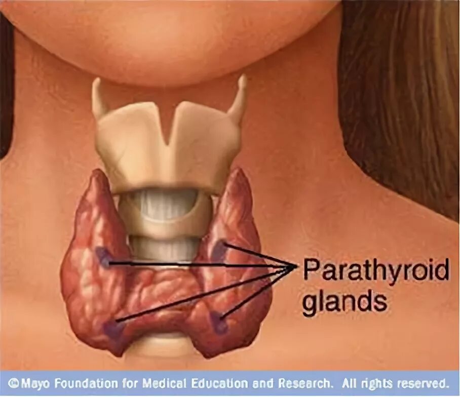 Расположение щитовидки на горле фото Parathyroid Surgery - ENT Clinic