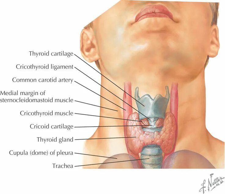 Расположение щитовидки на горле фото Picture larynx