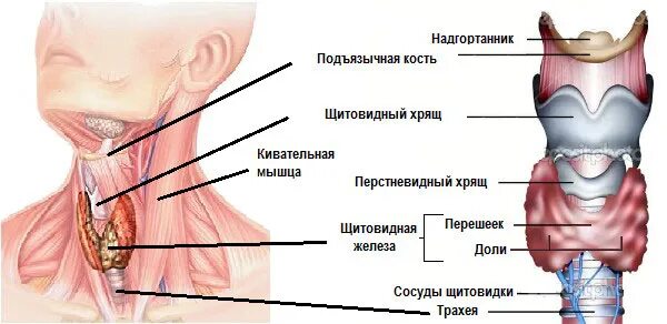 Расположение щитовидки на горле фото йодщитовидкааллергии и т.д - Самое интересное в блогах