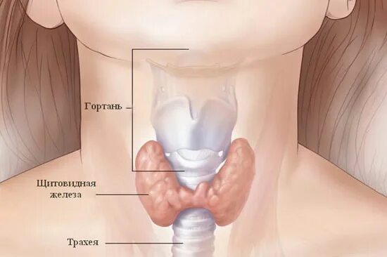 Расположение щитовидки на горле фото Как заподозрить заболевание щитовидной железы у покупателя? Ликбез для Аптекаря 