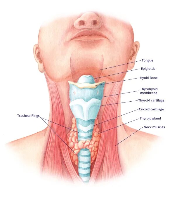 Расположение щитовидки на горле фото Рисунок горла и гортани человека