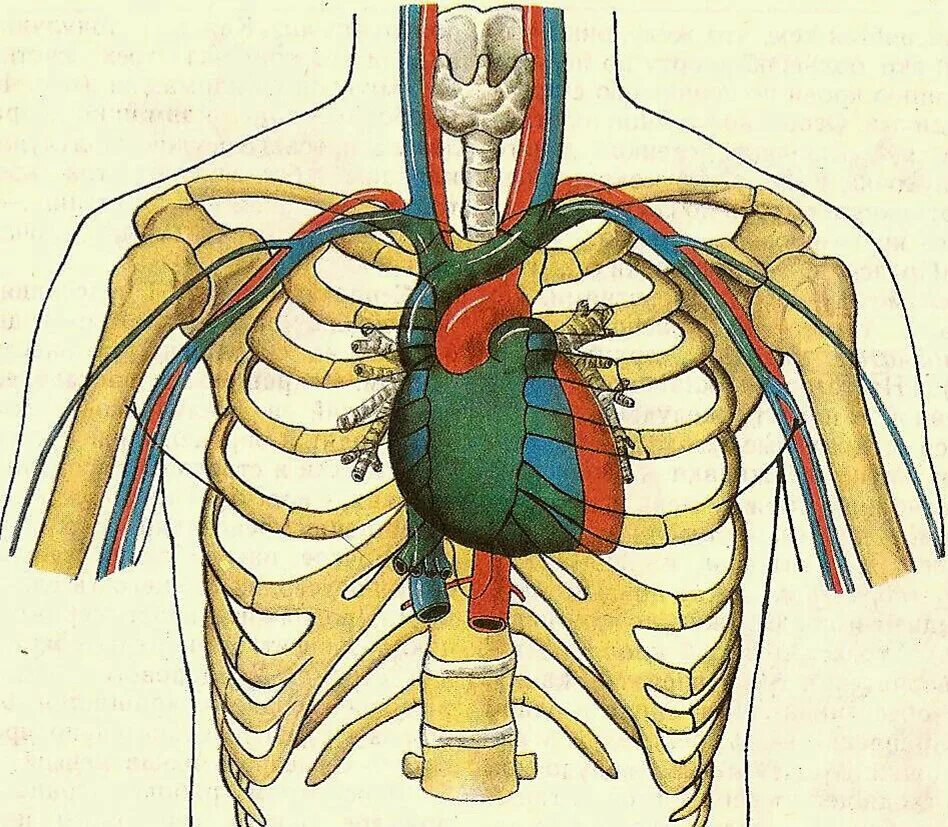 Расположение сердца у человека фото Анатомия сердца Кардиология и не только Дзен