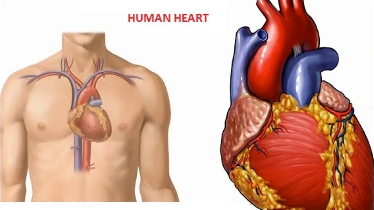 Расположение сердца у человека фото What causes a heart attack? - YouTube