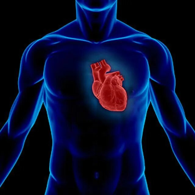 Расположение сердца у человека фото Keep your heart healthy. :) Heart palpitations, Blood pressure remedies, Blood p