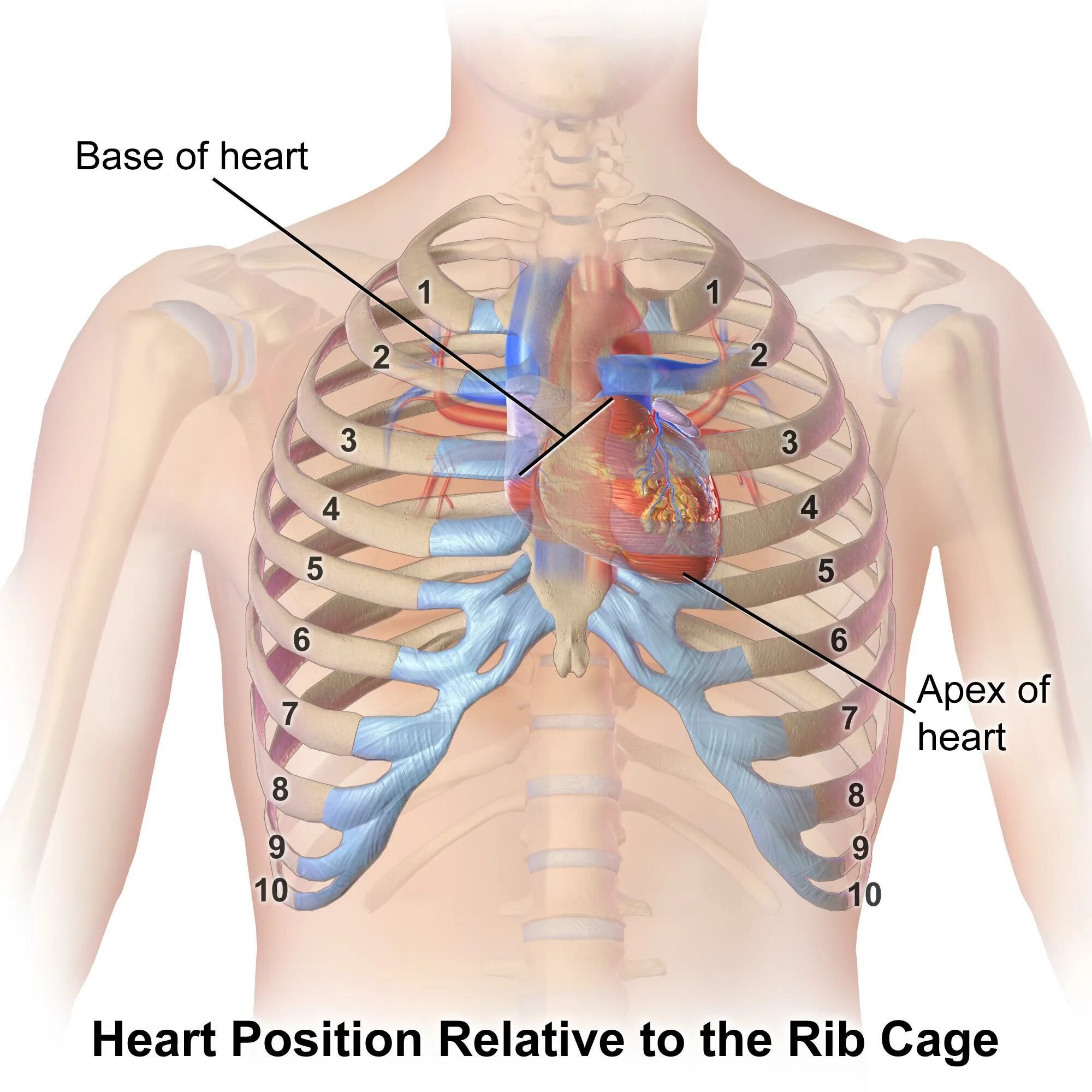 Расположение сердца у человека фото Explain the role that the skeletal system plays in facilitating cardiovascular s