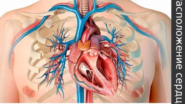 Расположение сердца у человека фото Органы кровообращения. Строение и работа сердца