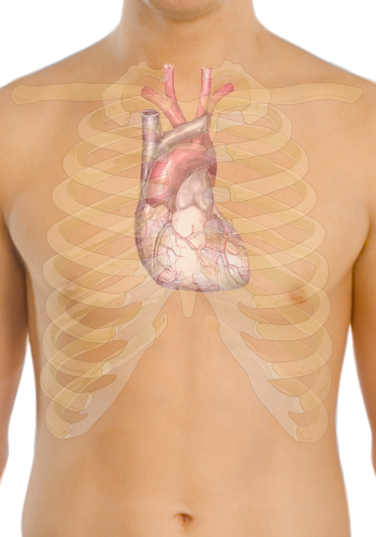 Расположение сердца у человека фото Файл:Surface anatomy of the heart.png - Википедия