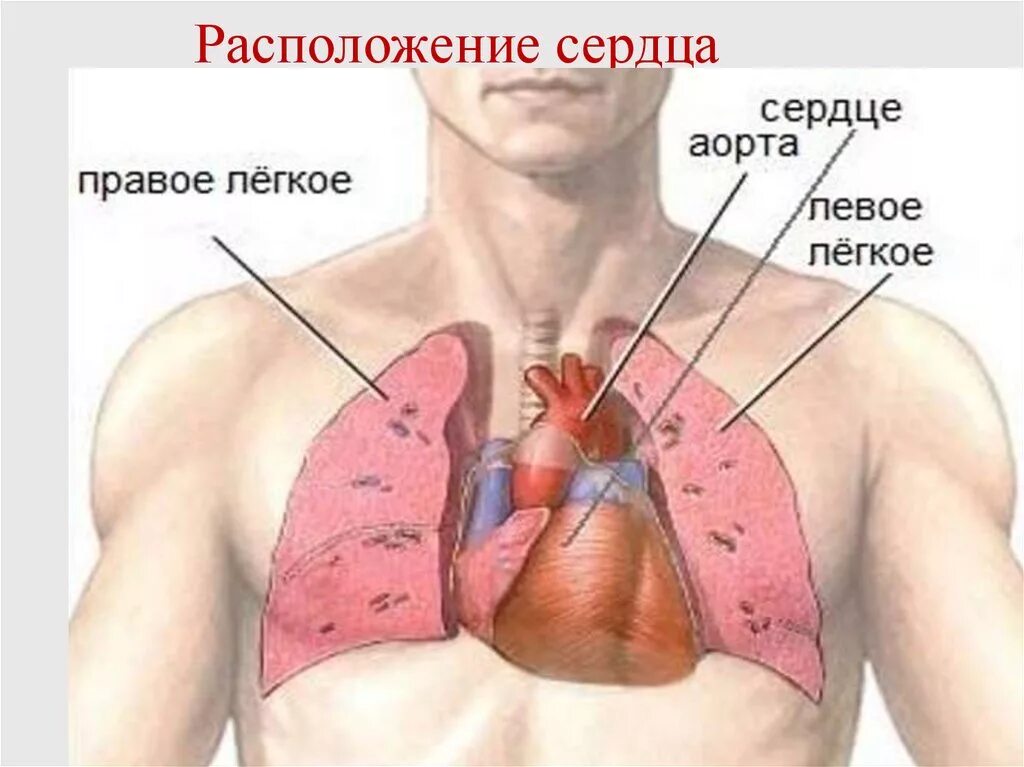 Расположение сердца у человека фото Левой стороны с другой с: найдено 76 изображений