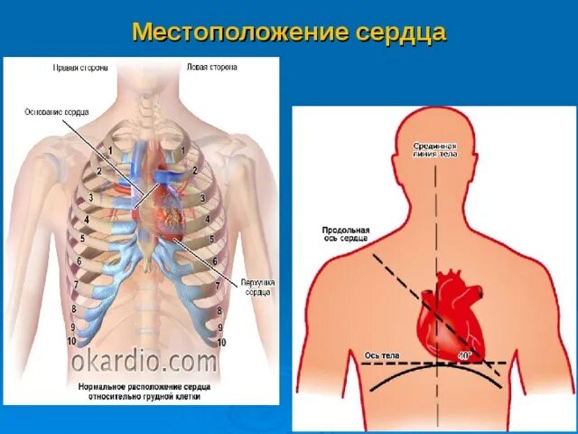 Расположение сердца у человека фото Презентация "Кровообращение" - Биология - Презентации - 8 класс