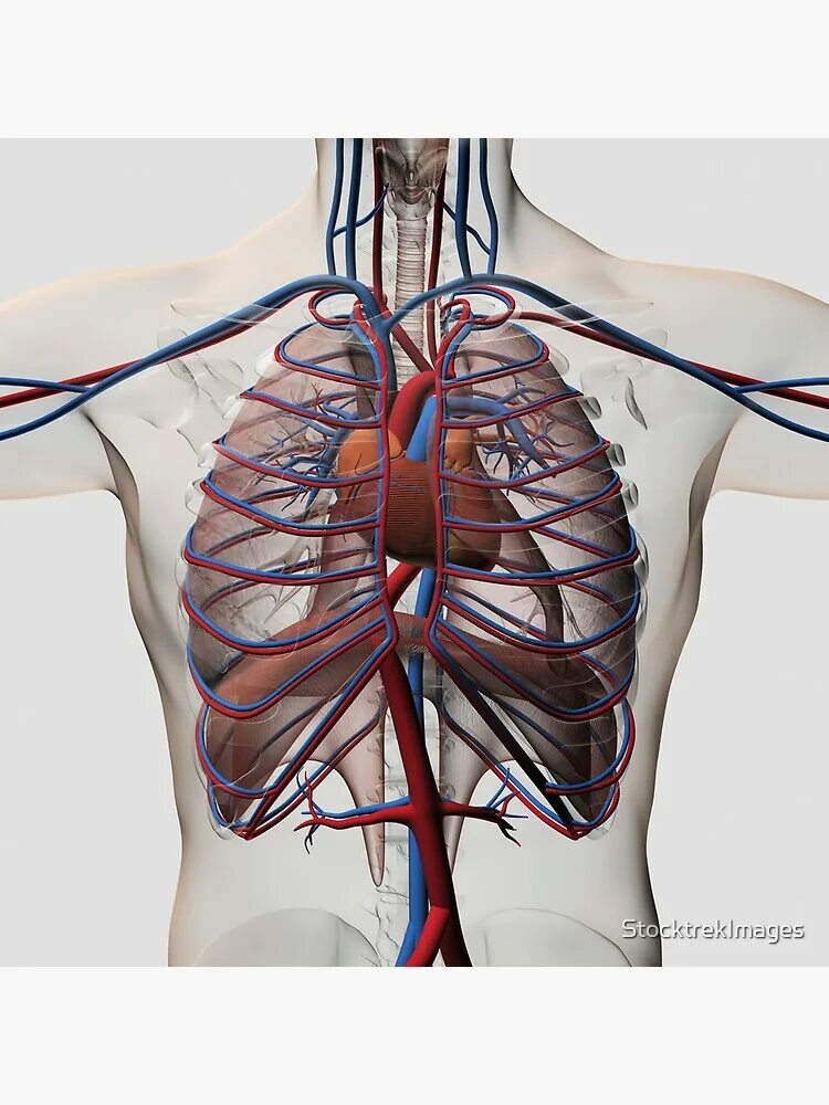 Расположение сердца у человека фото "Medical illustration of male chest with arteries, veins, heart and rib cage." A