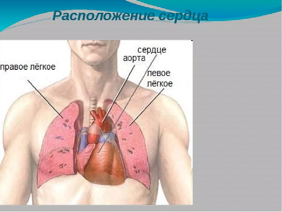 Расположение сердца у человека фото В какой системе находится сердце: найдено 90 изображений