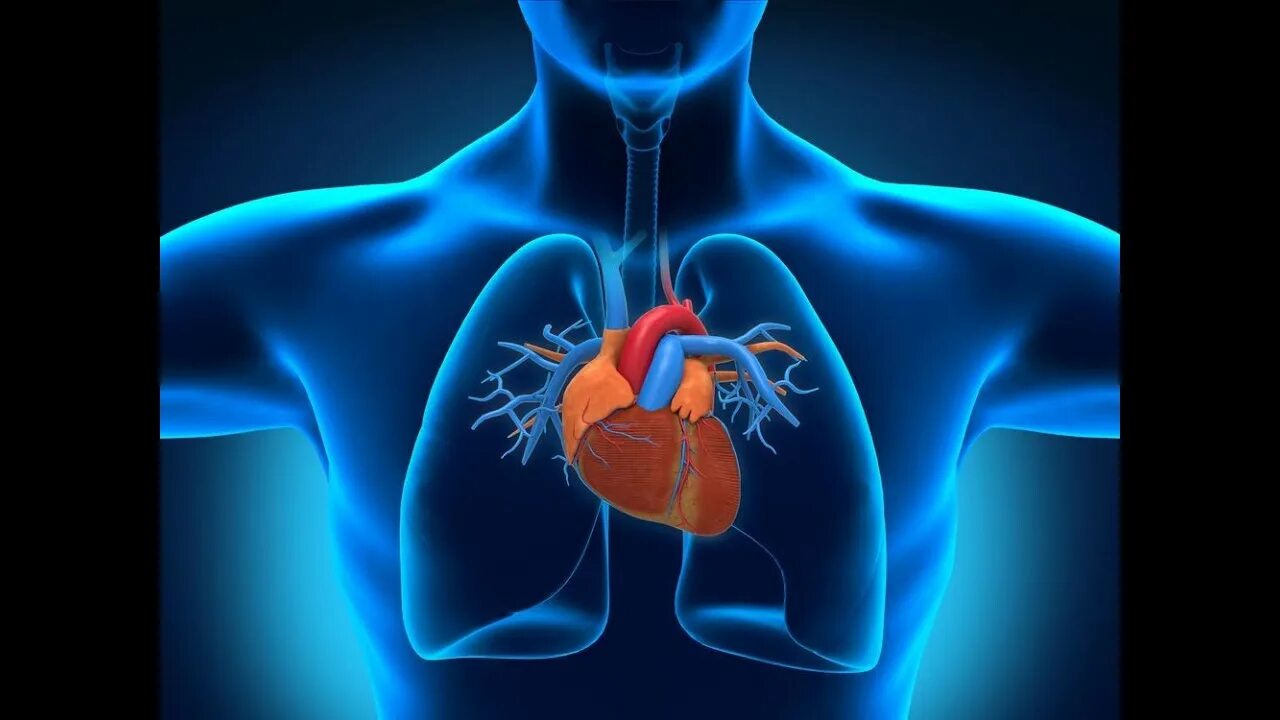 Расположение сердца у человека фото CARDIOVASCULAR SYSTEM SONG - YouTube