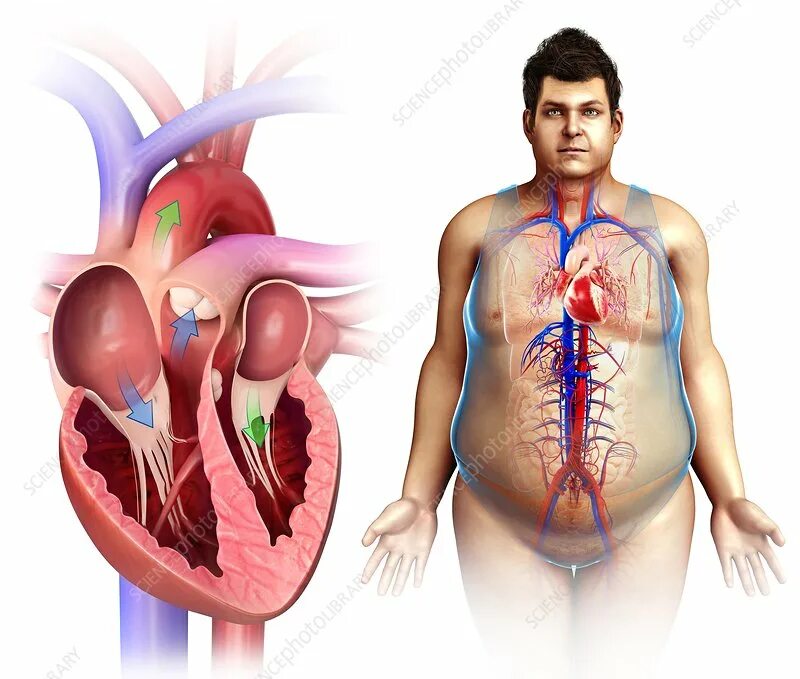 Расположение сердца у мужчины фото Human heart anatomy, illustration - Stock Image - F013/3372 - Science Photo Libr