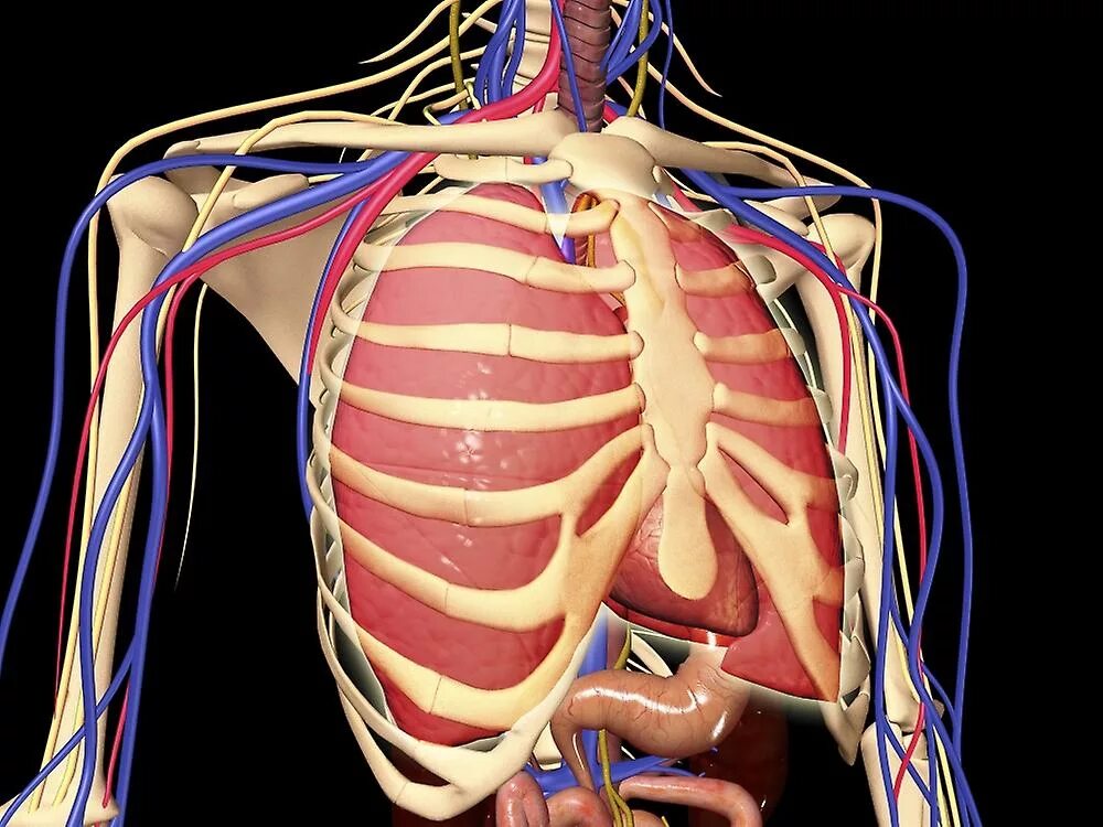 Расположение сердца у мужчины фото Human rib cage with lungs and nervous system. Poster Fruugo IT