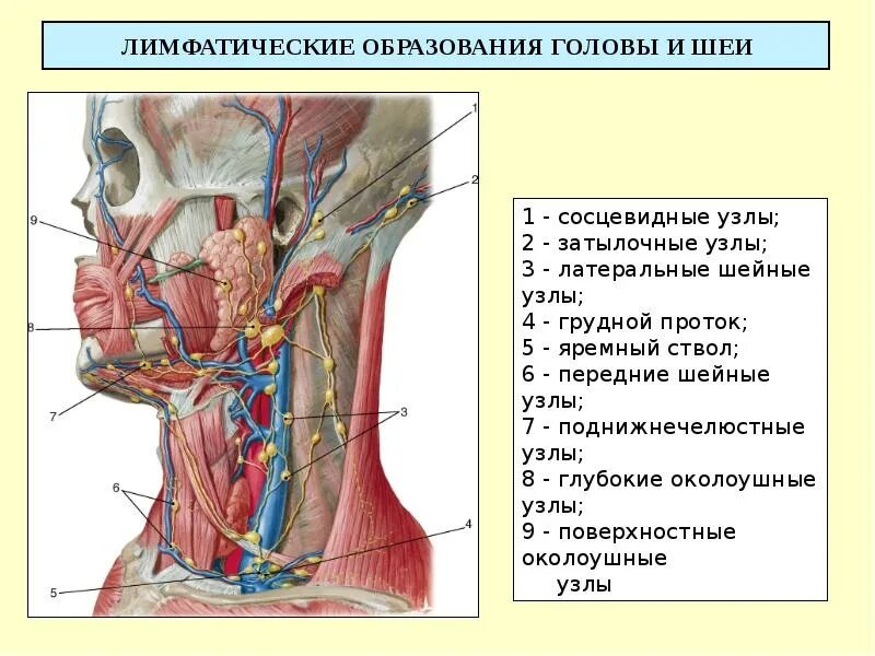 Расположение шейных лимфоузлов у человека схема ЛИМФАТИЧЕСКАЯ СИСТЕМА Составитель: преподаватель анатомии и физиологии БОЙЧЕНКО