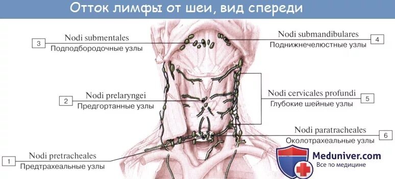 Расположение шейных лимфоузлов у человека схема Анатомия: Лимфатические узлы и сосуды шеи. Топография, строение, расположение ли