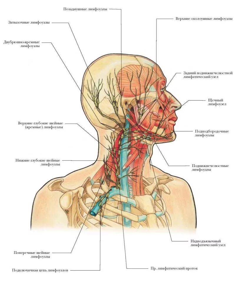 Расположение шейных лимфоузлов у человека схема ГОЛОВА И ШЕЯ - ЛИМФАТИЧЕСКАЯ СИСТЕМА - БОЛЬШОЙ АТЛАС АНАТОМИИ ЧЕЛОВЕКА - 2013