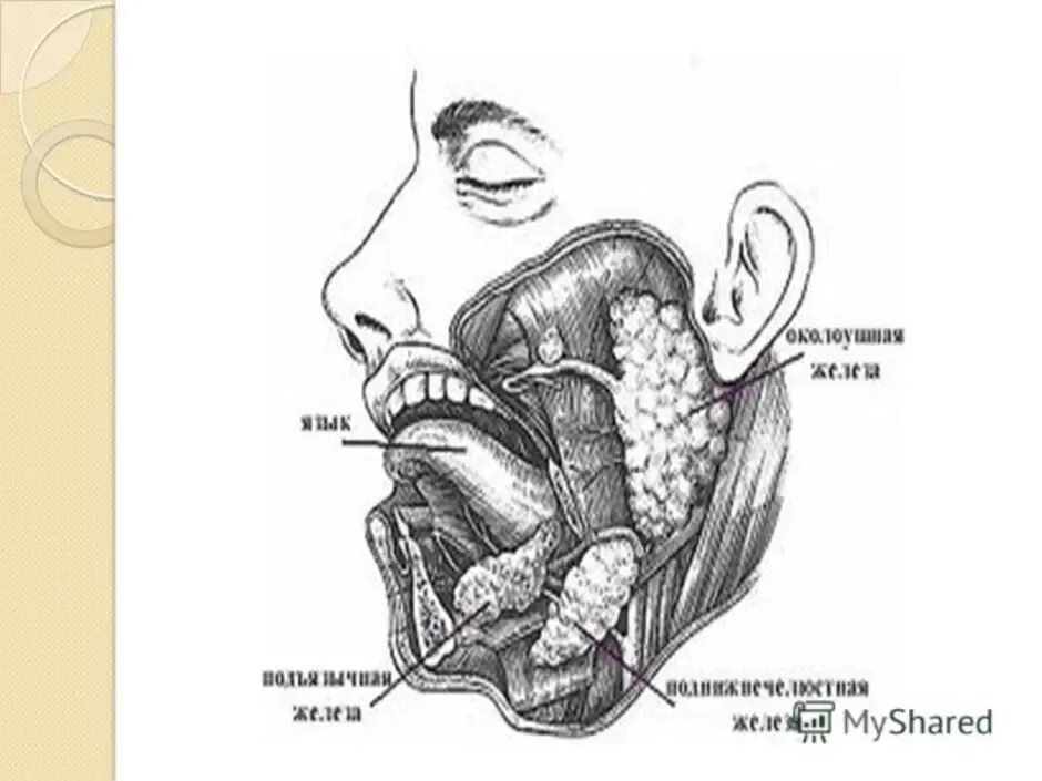 Расположение слюнных желез у человека схема Слюнные железы возрастные особенности: найдено 82 изображений