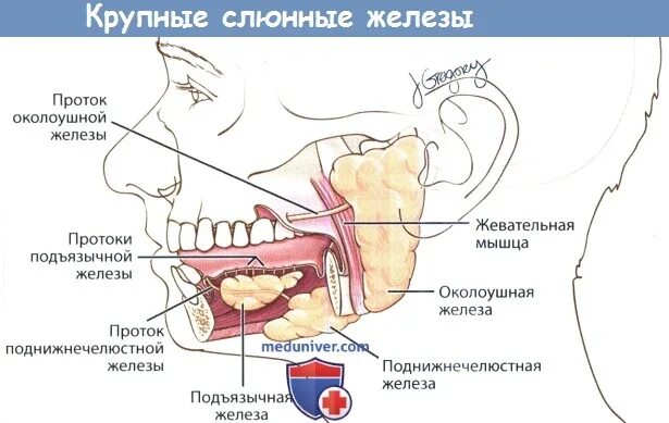 Расположение слюнных желез у человека схема Классификация неопухолевых заболеваний слюнных желез