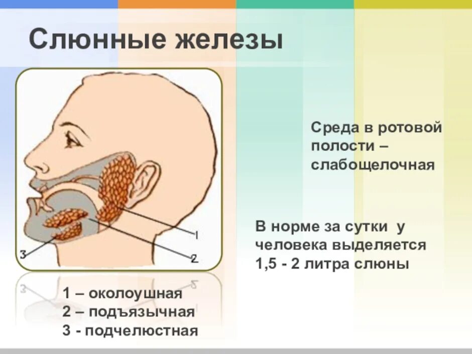 Расположение слюнных желез у человека схема Среда в ротовой полости человека