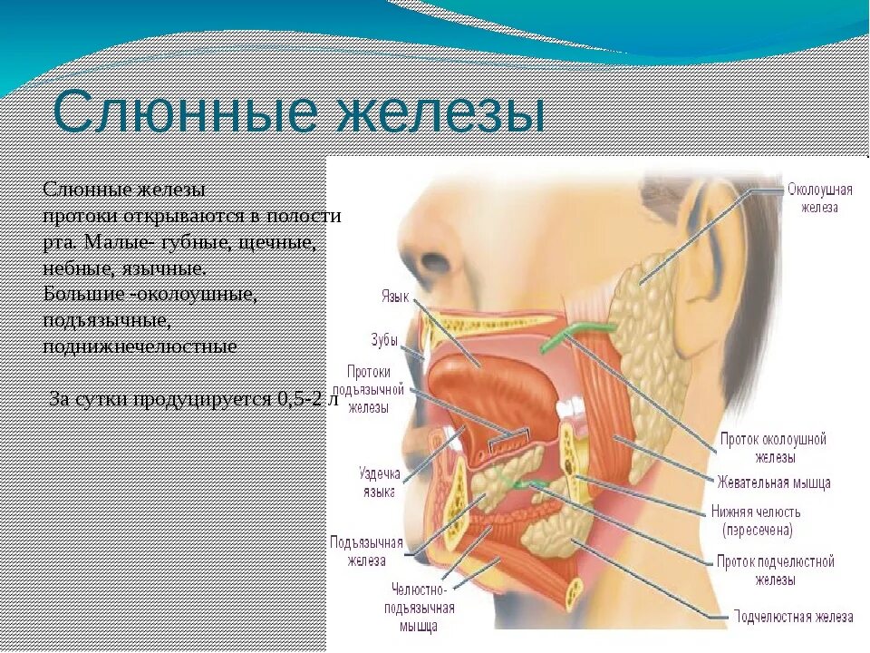 Расположение слюнных желез у человека схема Железы полости рта человека