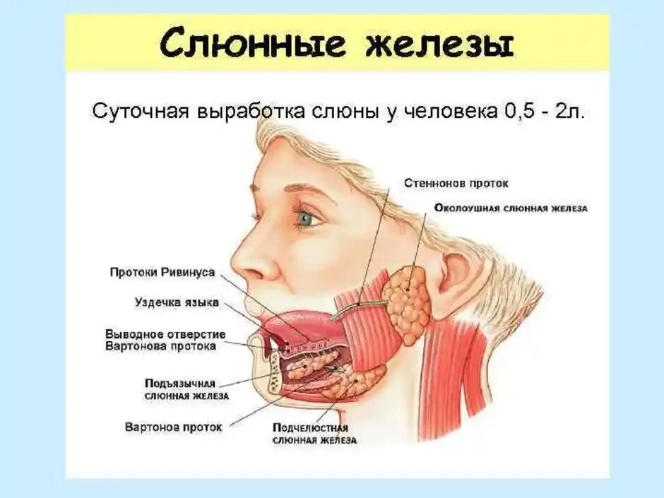 Расположение слюнных желез у человека схема Картинки ЗАУШНАЯ СЛЮННАЯ ЖЕЛЕЗА