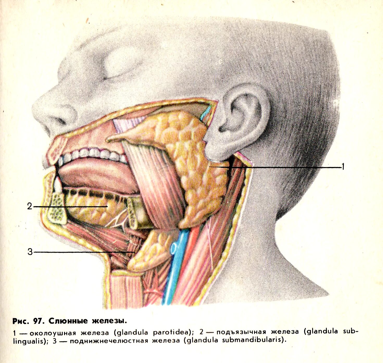 Расположение слюнных желез у человека схема Рис. 05. Слюнные железы