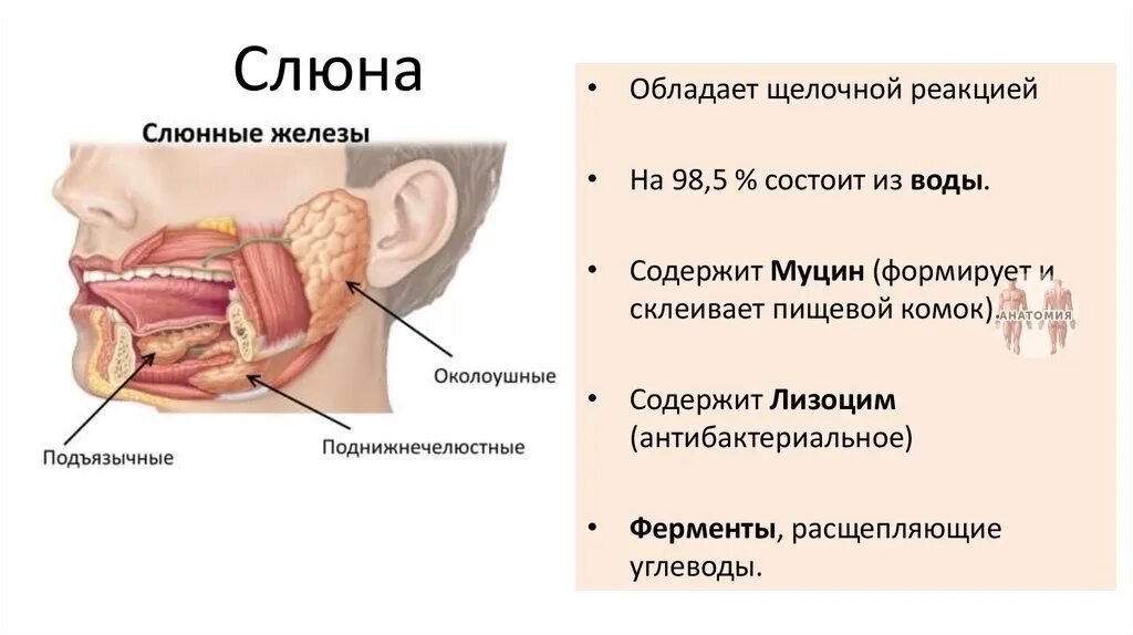 Расположение слюнных желез у человека схема За день люди вырабатывают бутылку слюны В день наши слюнные железы производят от