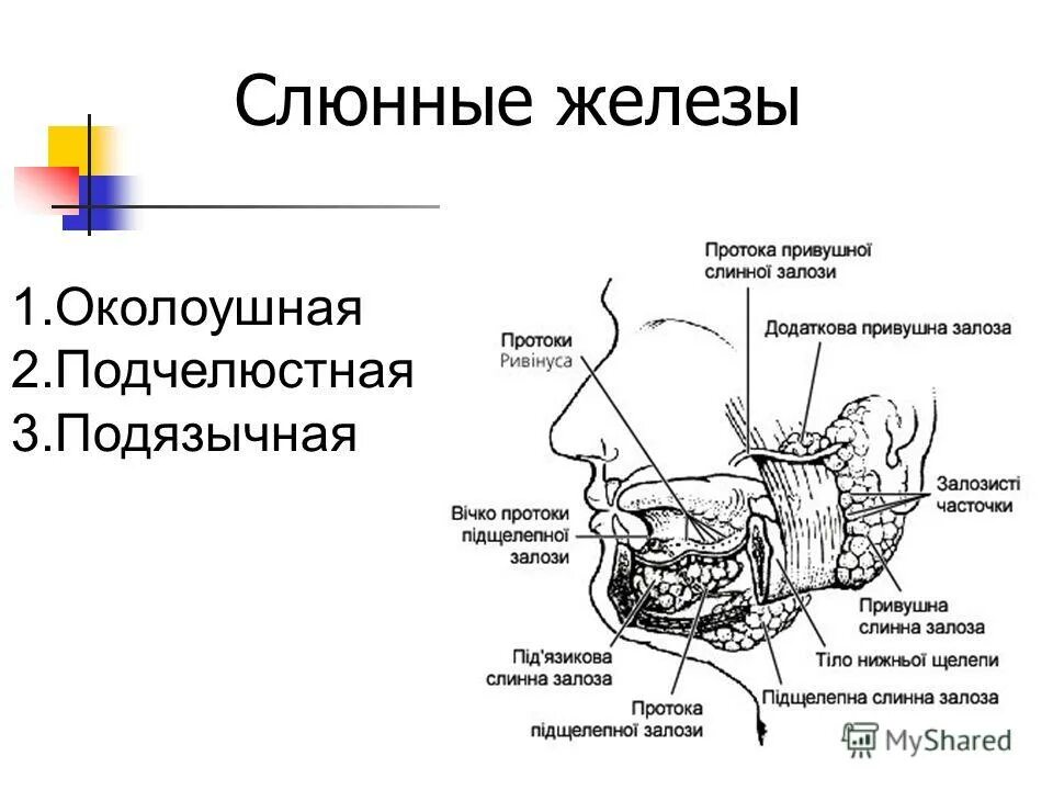 Расположение слюнных желез у человека схема Слюнные железы топография выводные протоки: найдено 90 изображений