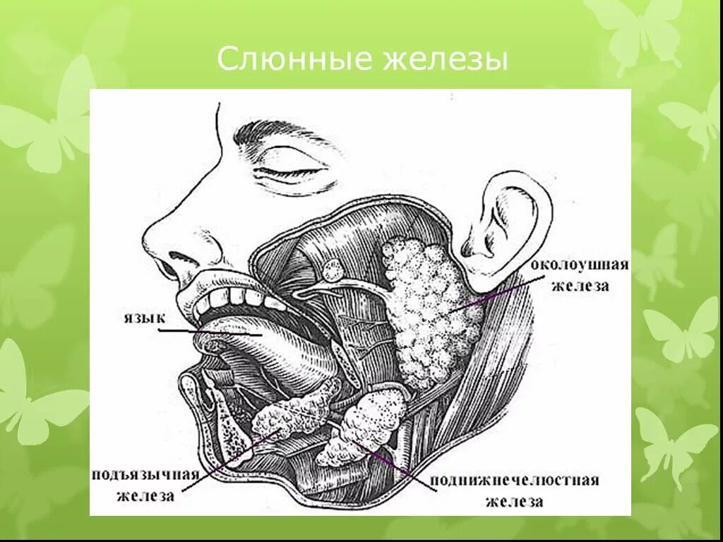 Расположение слюнных желез у человека схема Картинки ЗАУШНАЯ СЛЮННАЯ ЖЕЛЕЗА