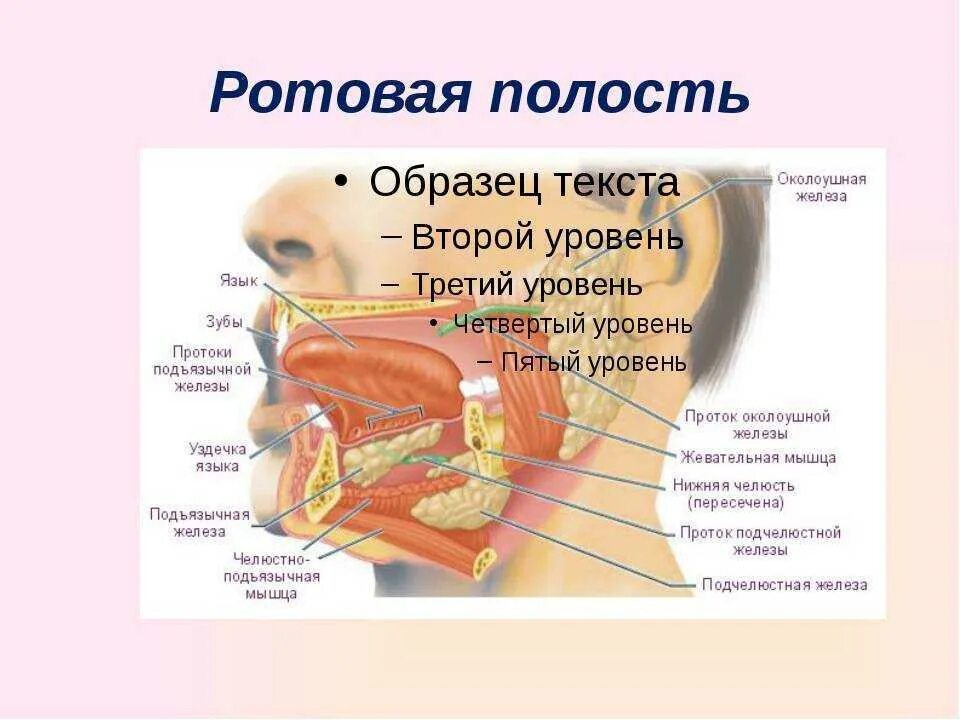 Расположение слюнных желез у человека схема Лицевой информация