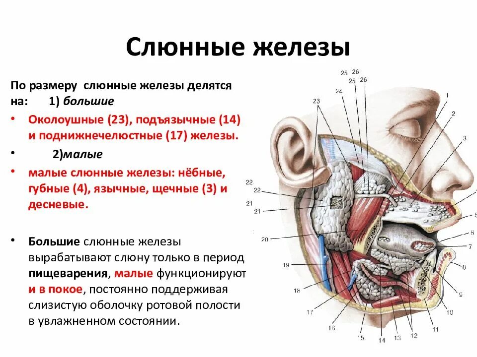 Расположение слюнных желез у человека схема Картинки ЛИЦЕВОЙ ЖЕЛЕЗА ОКОЛОУШНАЯ СЛЮННАЯ