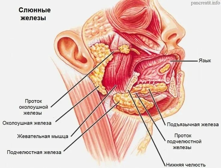 Расположение слюнных желез у человека схема Даосы лечили половые инфекции слюной Слюнные железы, Книги для чтения, Анатомия 