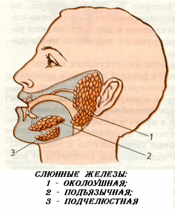 Расположение слюнных желез у человека схема Слюнные железы схема