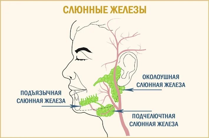 Расположение слюнных желез у человека схема Закупорка слюнной железы под языком: причины возникновения, диагностика и лечени