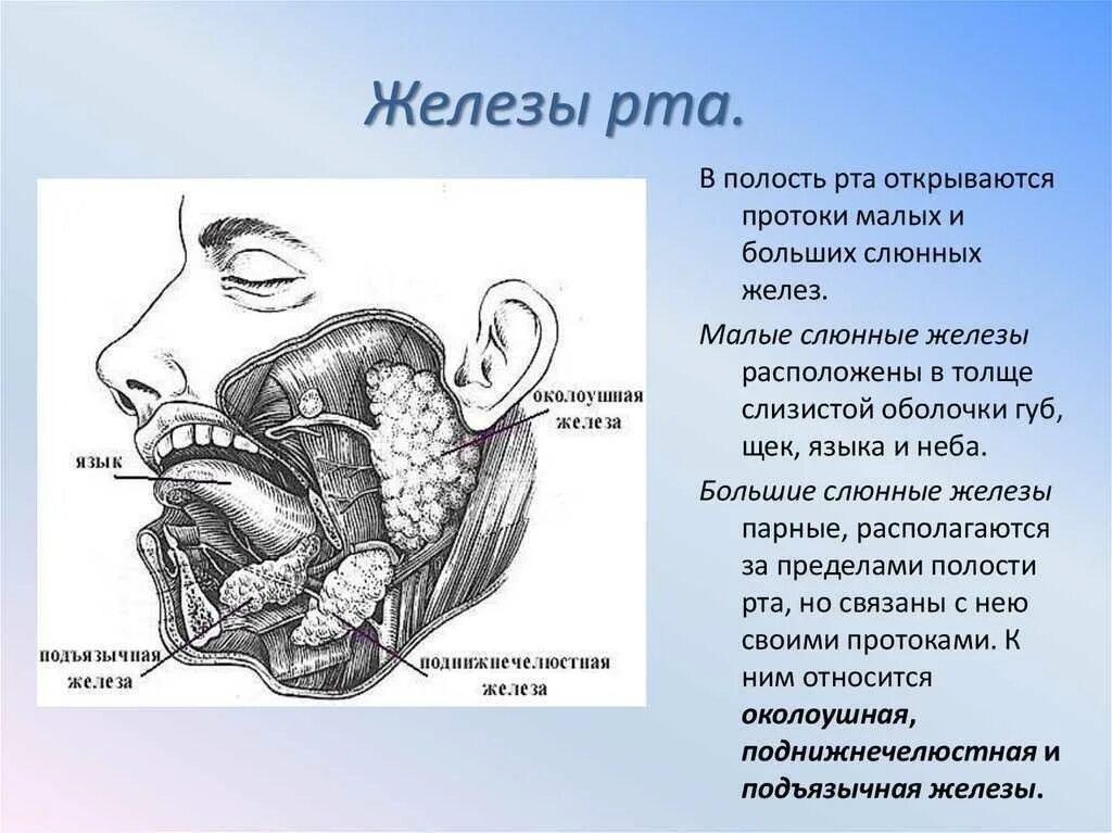 Расположение слюнных желез у человека схема Поднижнечелюстная слюнная железа анатомия: найдено 90 изображений