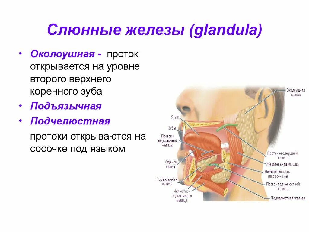 Расположение слюнных желез у человека схема Картинки СЛЮННАЯ ЖЕЛЕЗА ЛАТЫНЬ