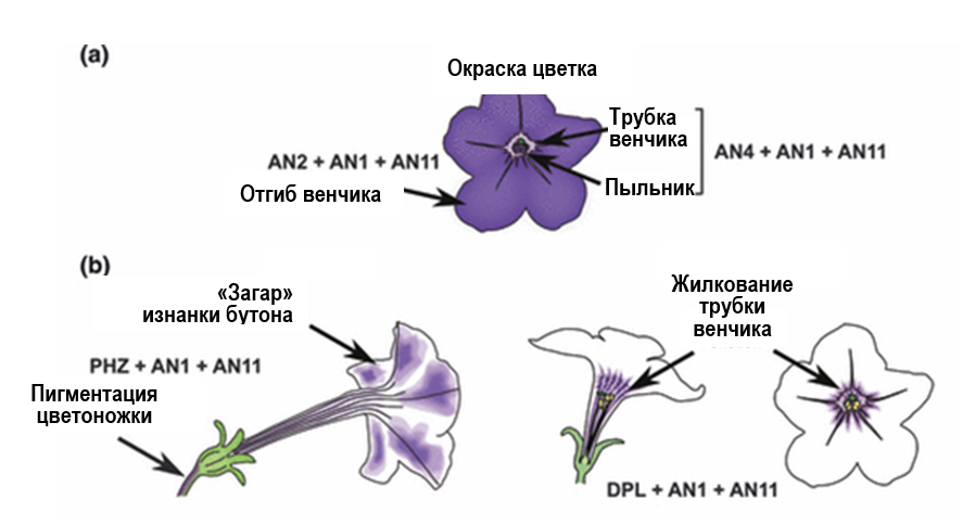 Расположение цветов схема Почему цветки петунии окрашены так, а не иначе? - Ботанический сад МГУ имени М.В