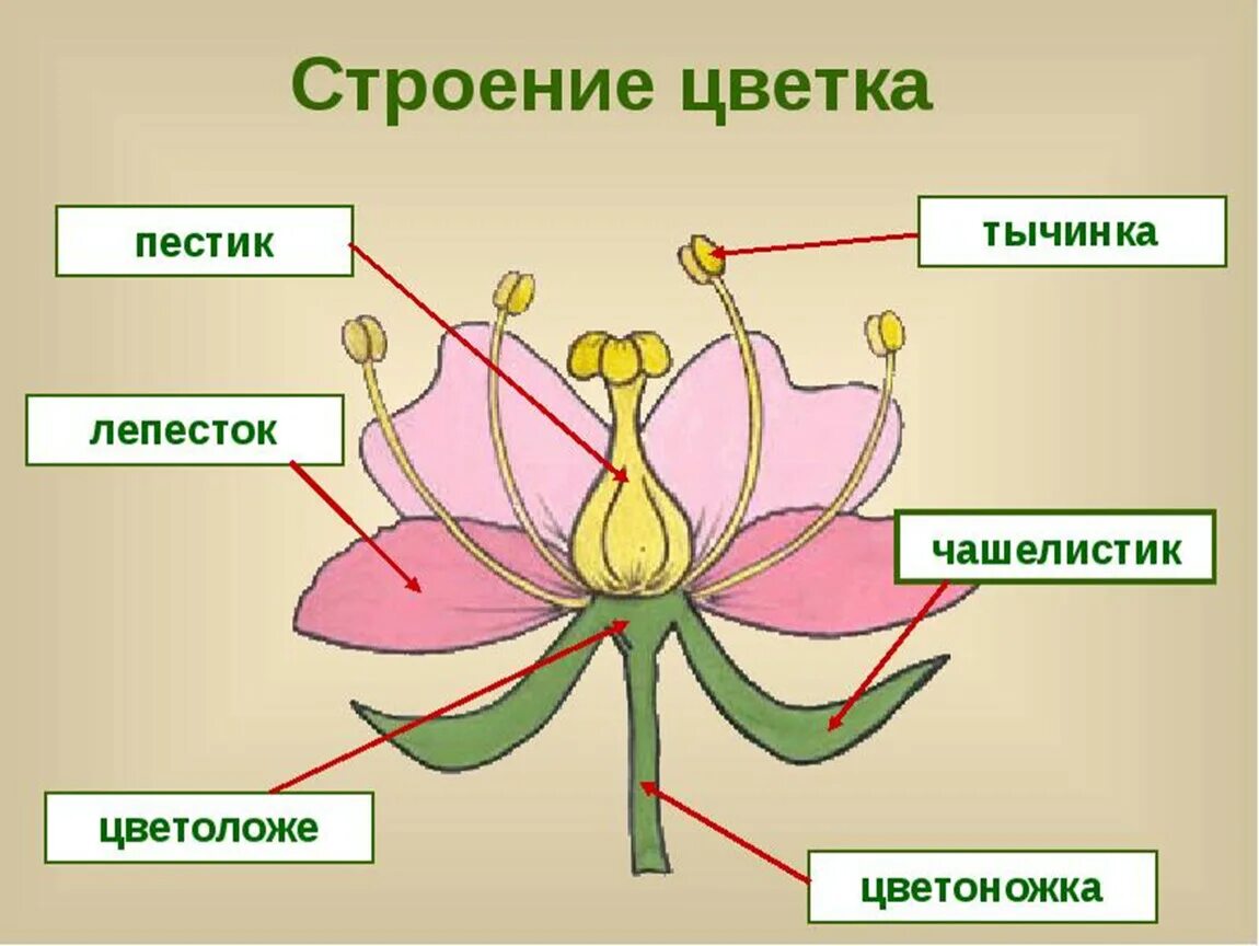 Расположение цветов схема Картинки ТЫЧИНОК 5 ПЕСТИК 1