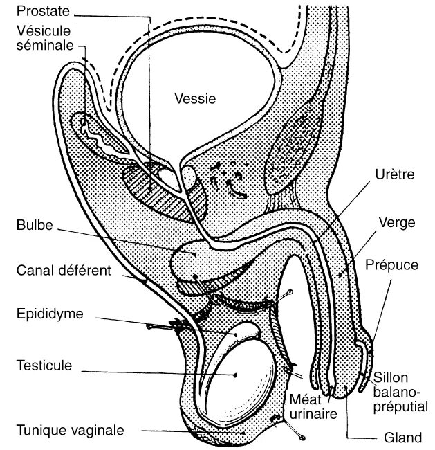 Расположение точки g схема III- Les Systèmes vitaux du corps humain Anatomie du corps humain, Anatomie musc