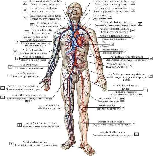 Расположение вен человека схема Картинки по запросу сердечно-сосудистая система Health facts, Health, Sketches