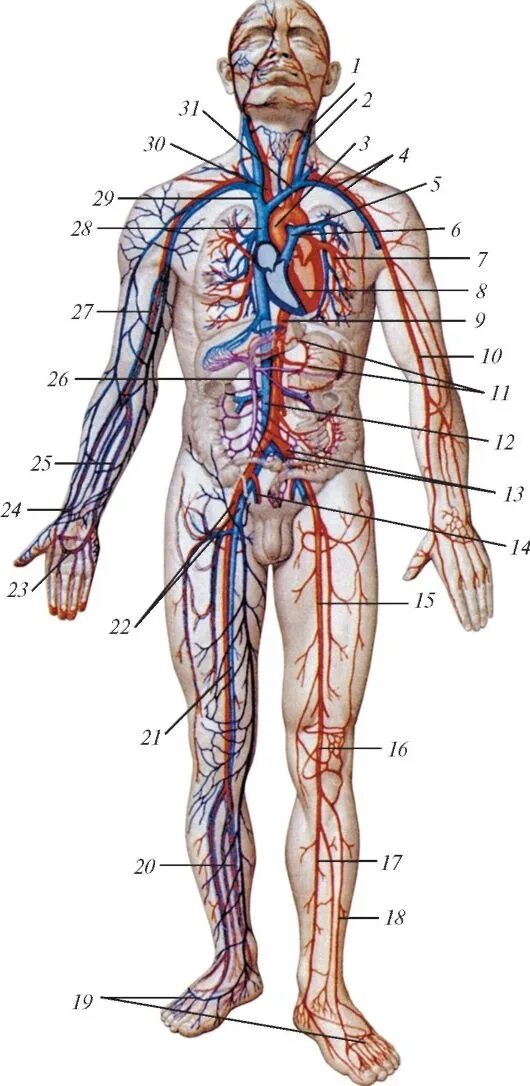 Расположение вен человека схема Картинки ПОРЯДОК РАСПОЛОЖЕНИЯ КРОВЕНОСНЫХ СОСУДОВ