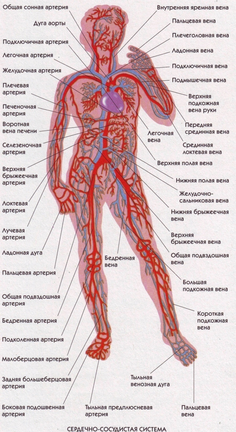 Расположение вен человека схема Скачать картинку АРТЕРИАЛЬНЫЕ АРТЕРИИ № 51