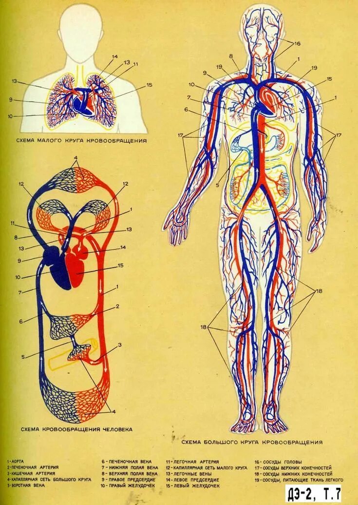 Расположение вен человека схема Кровообращение человека in 2024 Sketches, Humanoid sketch, Physiology