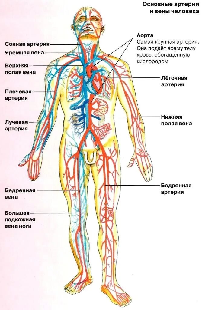 Расположение вен человека схема Мы гимназисты - КРОВООБРАЩЕНИЕ