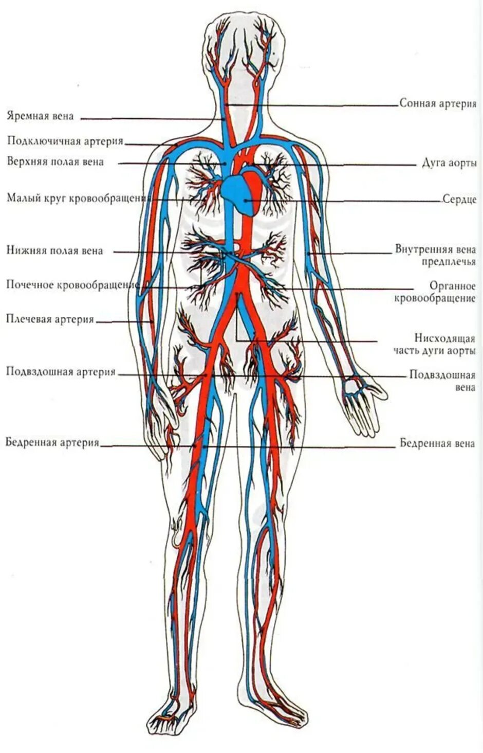 Расположение вен человека схема Центральные периферические вены - найдено 79 картинок