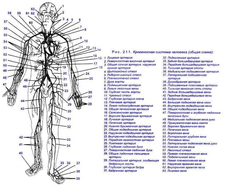 Расположение вен человека схема Рис. 211. Кровеносная система человека