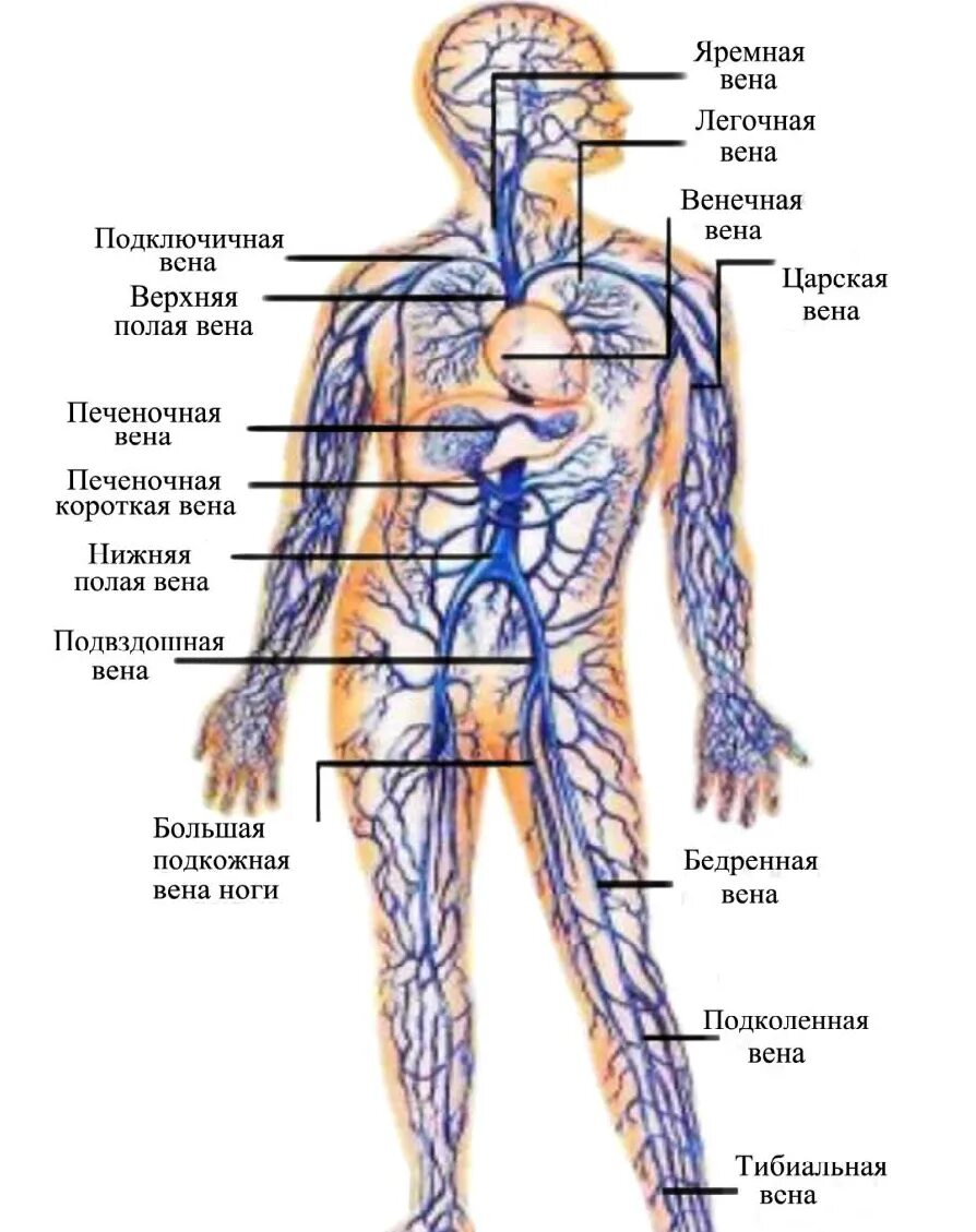 Расположение вен человека схема В.5 Помехи при измерении биопотенциалов и способы их уменьшения