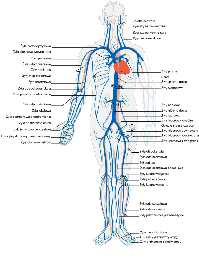 Расположение вен человека схема File:Venous system pl.svg - Wikipedia